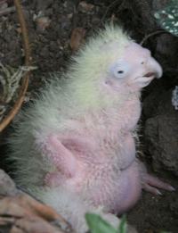 Baby Cockatoos