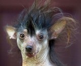 Ugly Dog Contest