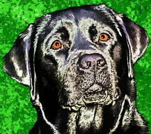 black lab portrait