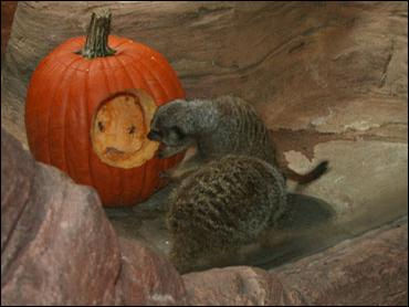 Meerkats play with a pumpkin