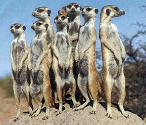 Meerkat Manor, Animal Planet