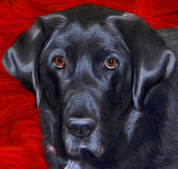 dog portraits