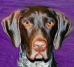 Custom animal portraits