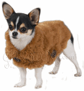 Fur coat for dogs