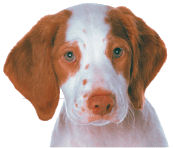 Norman, the dog that moos