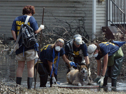 Katrina Animal Rescue