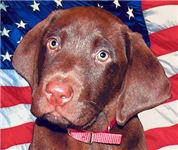 Patriotic Chocolate Lab