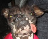 Ugly Dog Contest