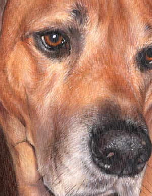 pet portrait artist