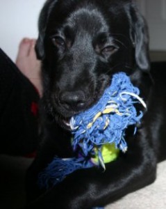 pet_toys