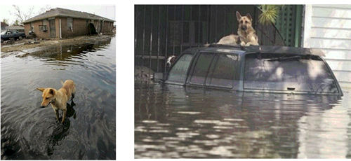 Katrina Pets
