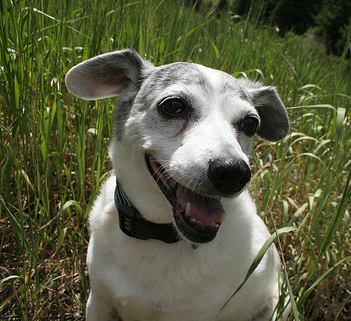 Pet Photo Contest