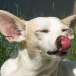 Pet