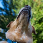 phottips1