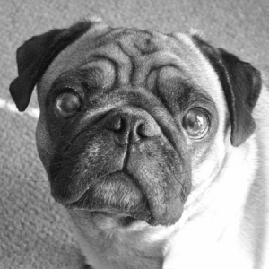 pug portraits