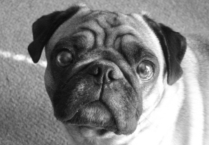 pug art