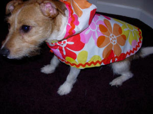 Dog Raincoat
