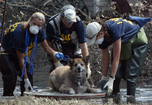 rescue.jpg