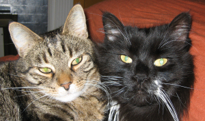 cat portraits