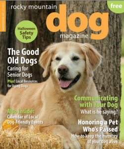 senior dog portraits