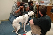 Artificial limb for dog