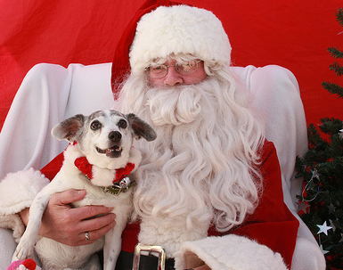 pet pictures with santa