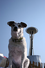 Dogs in Seattle