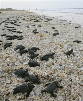 Kemp Ridley Sea Turtles