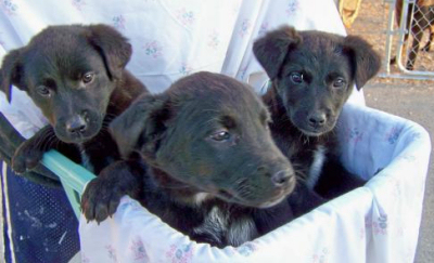 Adopt a pet