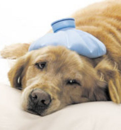 Canine Influenza
