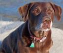 chocolate lab custom art