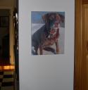Chocolate lab portraits