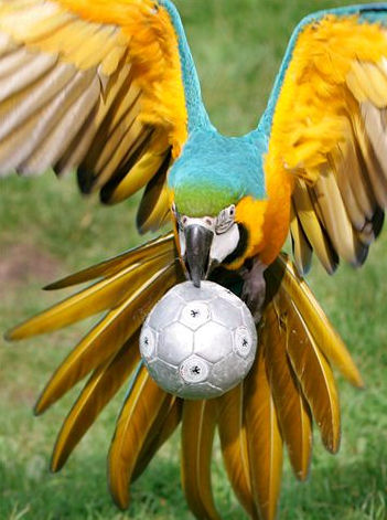 parrot playing soccer