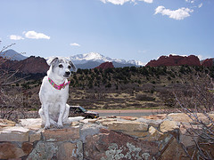 Best City for Dogs