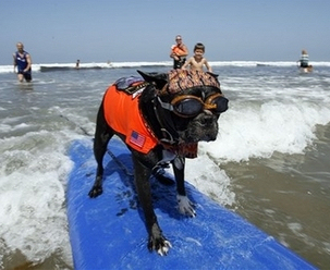 surfing dogs