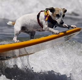 surf competition for dogs