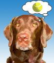 labrador retriever portrait