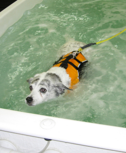 swimming for dogs
