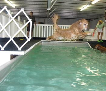 water therapy for dogs