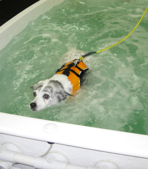 swimming for dogs
