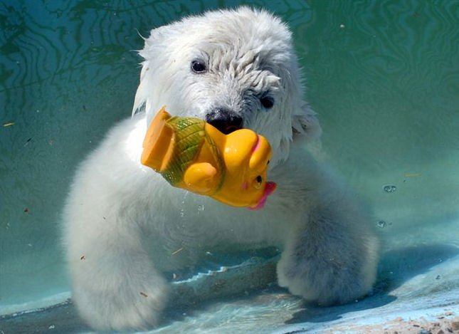 polar bear cub swimming