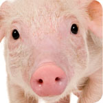swine-flu