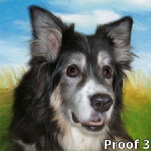 Australian Shepherd portrait