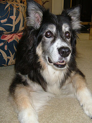 Australian Shepherd pictures