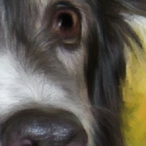 Australian Shepherd art