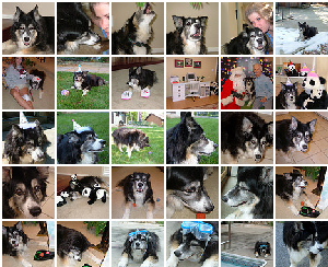 australian shepherd photos