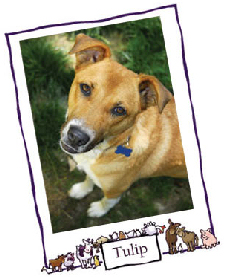 pet rescue adoptions