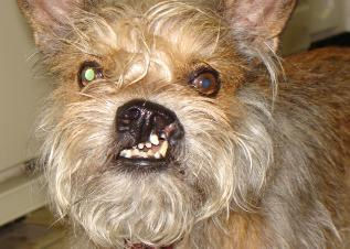 Ugliest Dog Contest