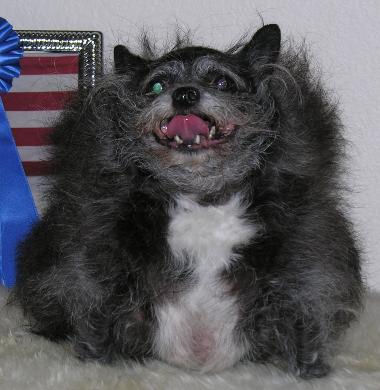 Ugly Dog Contests