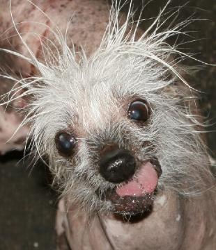 The World's Ugliest Dog